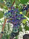 image-42995-340.webp