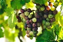 unsplash_fLNStYwV01Y_biodynamic wines.webp
